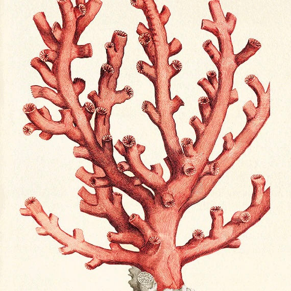 Fine Hand Carved Antique Georgian Coral Necklace