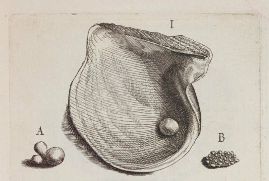 Engraving of a shell with two small objects labeled A and B on a beige background
