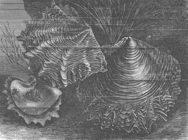 Vintage 1950's Cultured Saltwater Pearl Bracelet