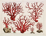 Trapani Red Coral Cornicello Amulet