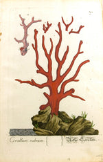 Antique Red Coral Cornicello Amulet