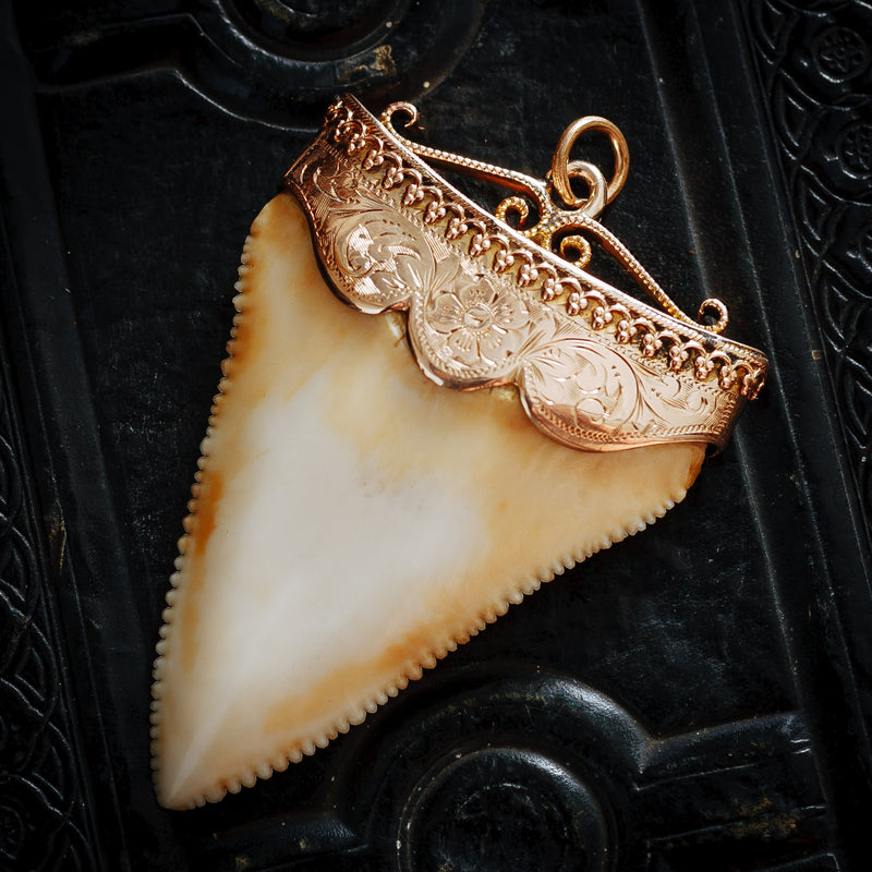 Antique Great White Shark Tooth Pendant