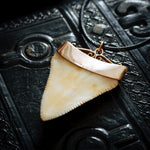 Majestic Antique 15ct Gold Mounted Great White Shark's Tooth Pendant
